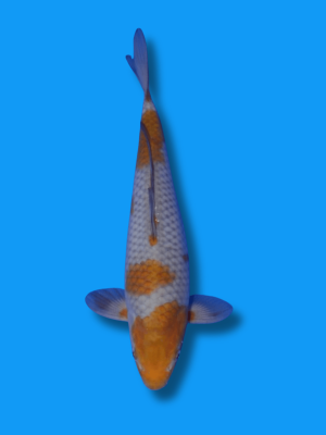 Ochiba Shigure | Koi&Co.